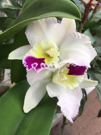 Close-up of flower blooming outdoors