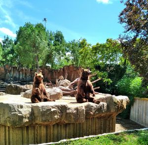 View of an animal on rock against sky at zoo