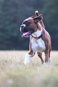 Dog standing on field