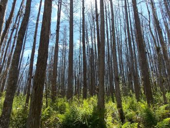 Low angle view of trees growing in forest