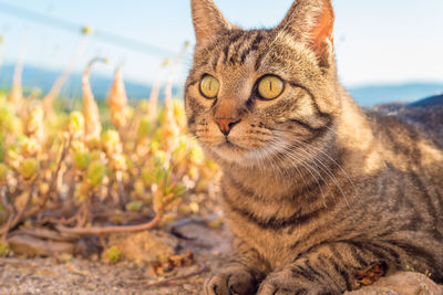 Close-up of cat sitting on field against sky