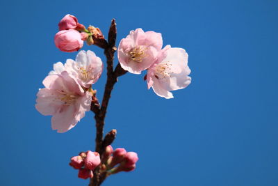 Low angle view of white flowers against clear blue sky