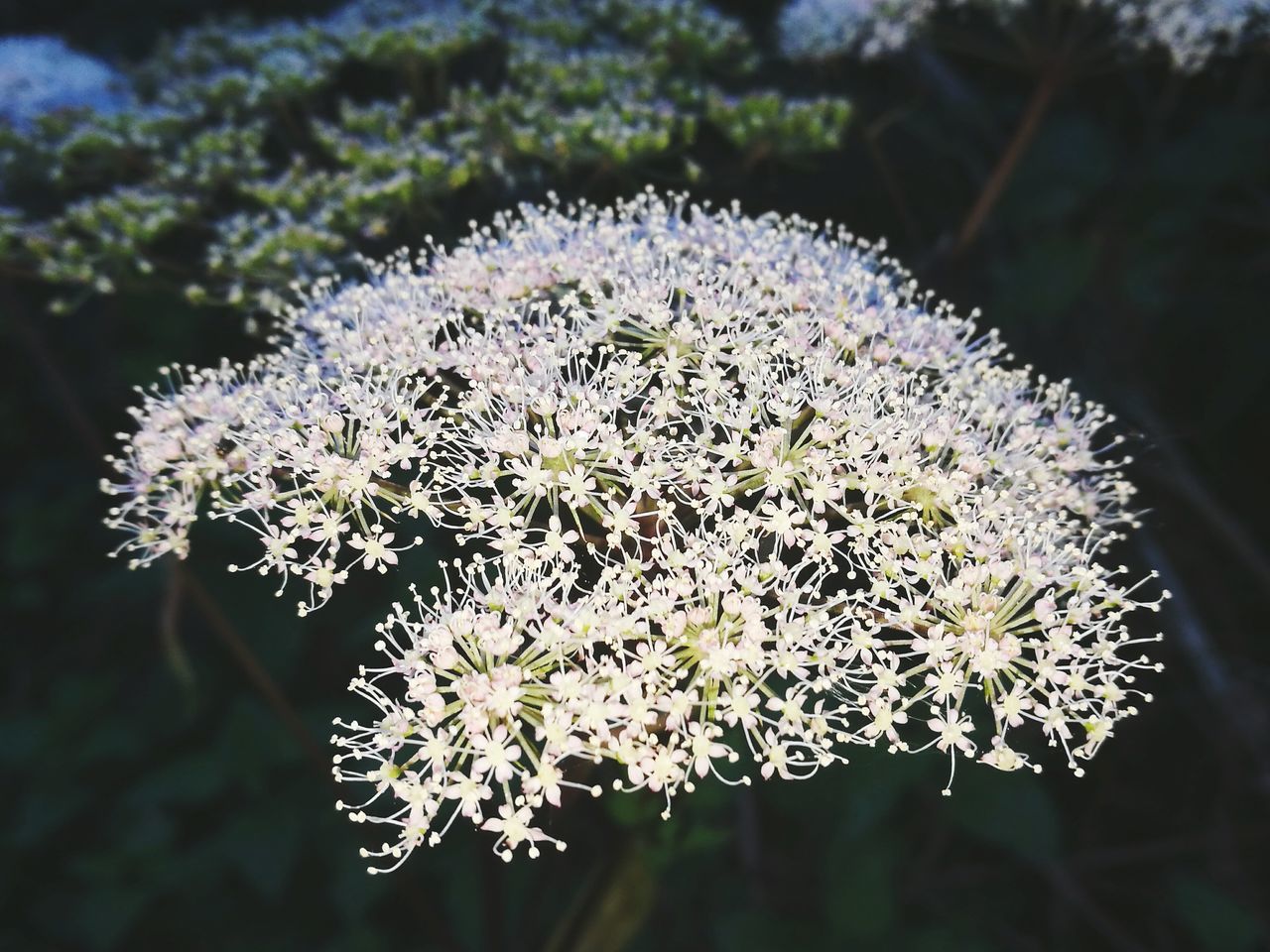 CLOSE-UP OF FRESH WHITE DANDELION FLOWERS