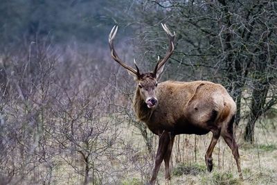 Red deer standing on field in forest