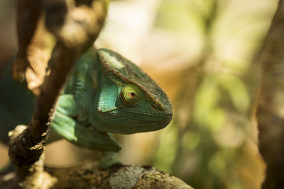 Close-up of a lizard