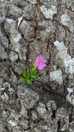 Close-up of pink flowers