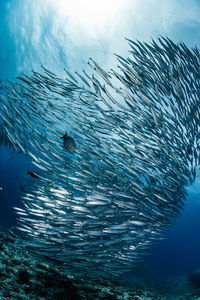 A school of australian barracuda