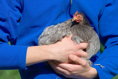 Bright sun lit scene of small grey pet chicken being carried and held against a vibrant blue fleece.