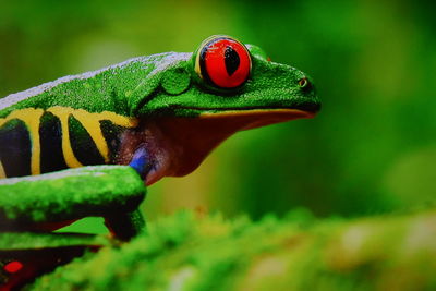 Close-up of a lizard