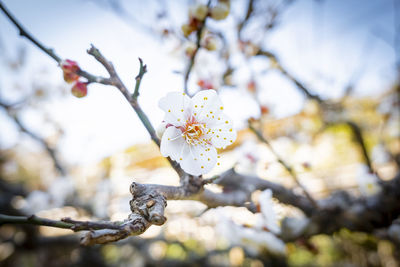 Close-up of cherry blossoms on branch