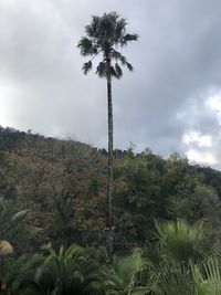 Low angle view of coconut palm trees against sky