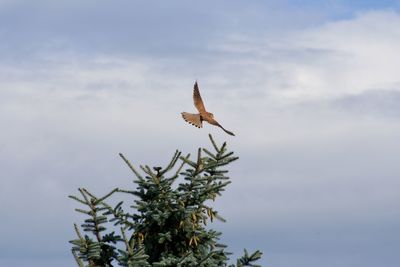 Low angle view of falcon flying against sky and tree