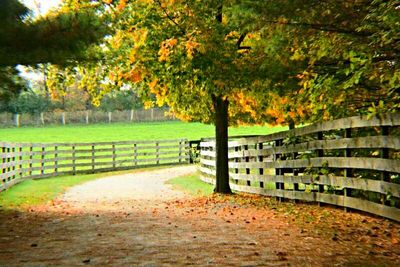 Footpath in park