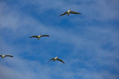 Low angle view of seagulls flying in sky