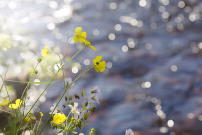 Flowering buttercups at water