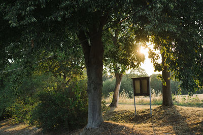 Sun shining through trees in park