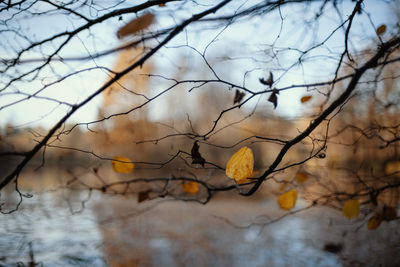 Close-up of dried leaves on bare tree against sky