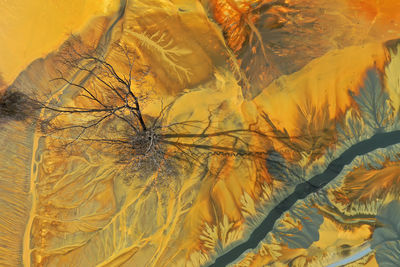 Close-up of dry leaves