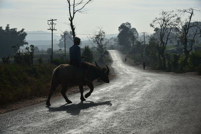 Rear view of man riding buffalo on road