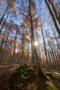 Sunlight streaming through trees in forest