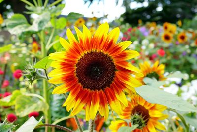 Close-up of flowers blooming outdoors