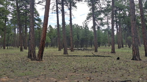 Trees in forest