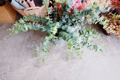 High angle view of flowering plants on table