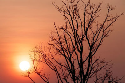 Silhouette of bare trees against sky at sunset