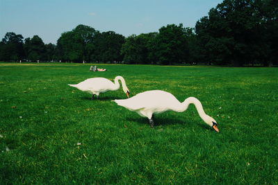 Swan on field by lake against sky