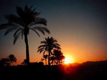 Silhouette of palm trees at sunset