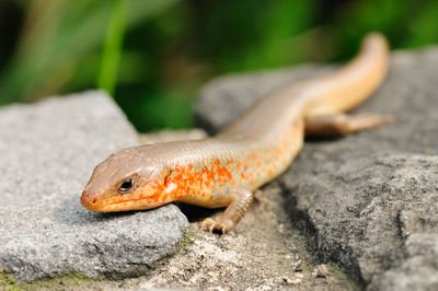 Close-up of lizard on rock