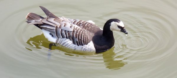 Duck swimming in lake