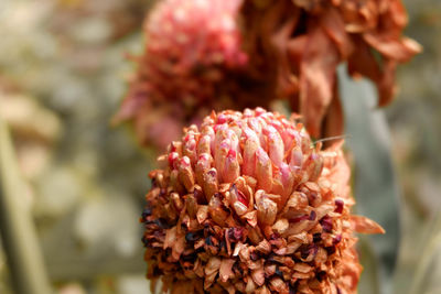 Close-up of wilted flower