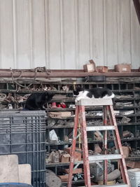 View of an animal on rusty metal