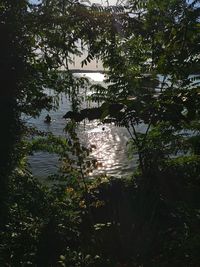 Scenic view of lake in forest