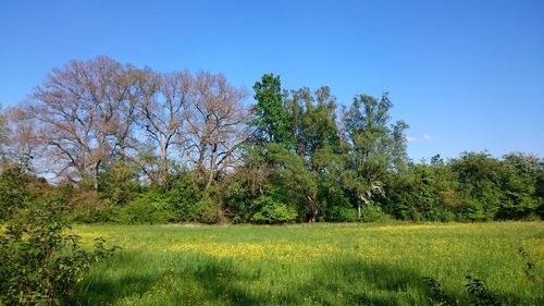 Scenic view of grassy field against blue sky