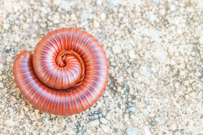 Close-up of shell on rock