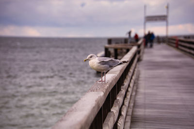 Seagull perching on a boat