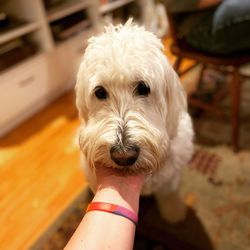 Close-up of hand holding dog