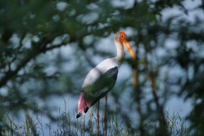 Bird perching on a tree