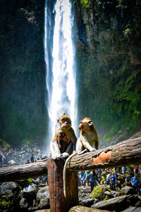 Panoramic view of monkey sitting on wood in forest