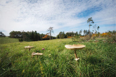 Mushrooms growing on field against sky