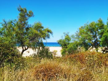 Trees and plants on land against clear blue sky