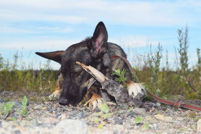 Grass growing on field