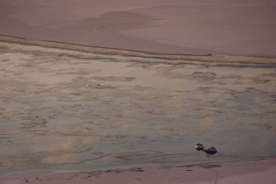 High angle view of seagull on sand