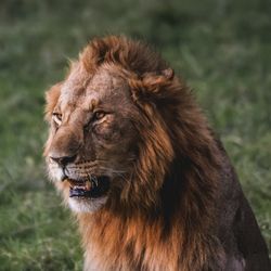 Close-up of lioness