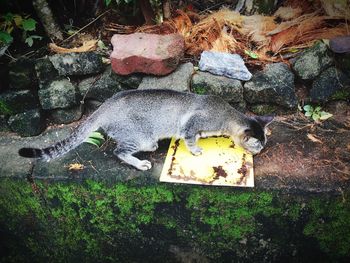 High angle view of animal on rock