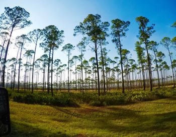 Trees on landscape against blue sky