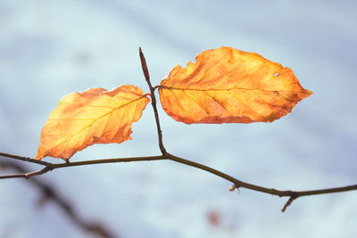 Close-up of dried maple leaves on tree