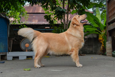 Side view of a dog looking away